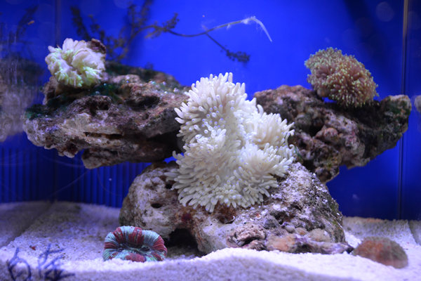 2014年厦门休闲渔博会——美丽的珊瑚