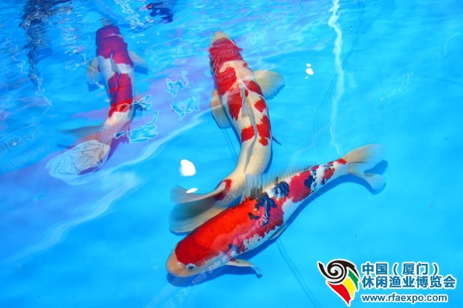 厦门锦水园展出的大正三色、红白血统等名品-厦门休闲渔业展