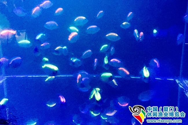 荧光鱼-厦门休闲渔业展
