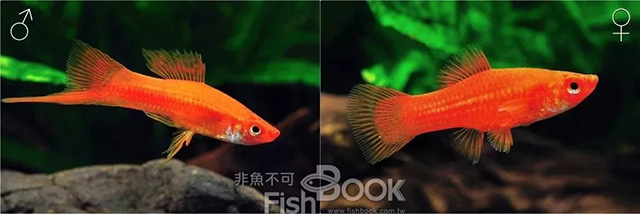 鸽子雌雄鉴别图解_小丑鱼雌雄鉴别_短鲷雌雄鉴别