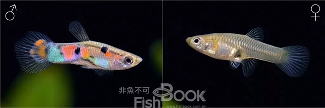 小丑鱼雌雄鉴别_短鲷雌雄鉴别_鸽子雌雄鉴别图解