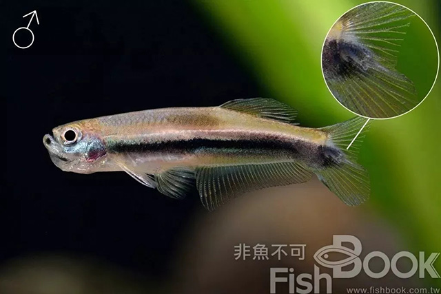 短鲷雌雄鉴别_小丑鱼雌雄鉴别_鸽子雌雄鉴别图解