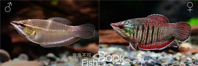 鸽子雌雄鉴别图解_小丑鱼雌雄鉴别_短鲷雌雄鉴别