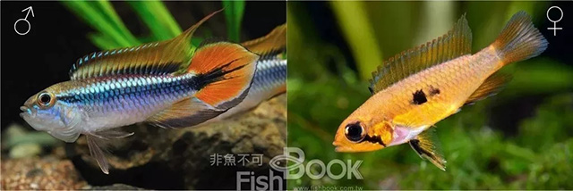 鸽子雌雄鉴别图解_短鲷雌雄鉴别_小丑鱼雌雄鉴别