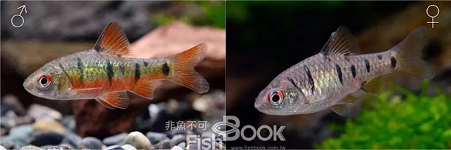 短鲷雌雄鉴别_鸽子雌雄鉴别图解_小丑鱼雌雄鉴别
