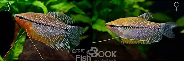 小丑鱼雌雄鉴别_短鲷雌雄鉴别_鸽子雌雄鉴别图解