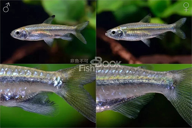 小丑鱼雌雄鉴别_短鲷雌雄鉴别_鸽子雌雄鉴别图解