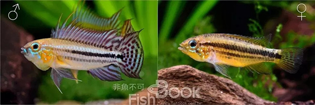 鸽子雌雄鉴别图解_小丑鱼雌雄鉴别_短鲷雌雄鉴别