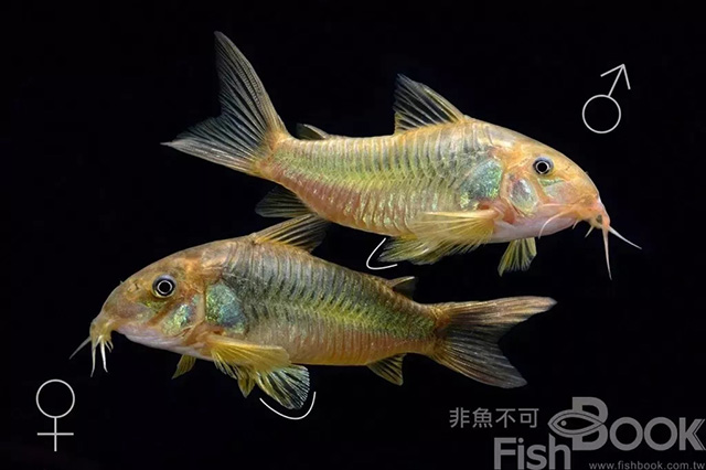 鸽子雌雄鉴别图解_小丑鱼雌雄鉴别_短鲷雌雄鉴别