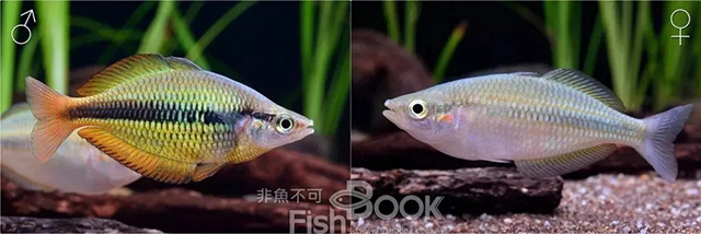 短鲷雌雄鉴别_鸽子雌雄鉴别图解_小丑鱼雌雄鉴别