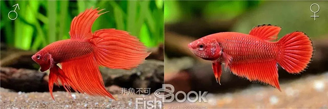 鸽子雌雄鉴别图解_小丑鱼雌雄鉴别_短鲷雌雄鉴别