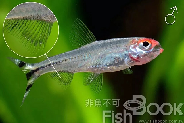 短鲷雌雄鉴别_小丑鱼雌雄鉴别_鸽子雌雄鉴别图解