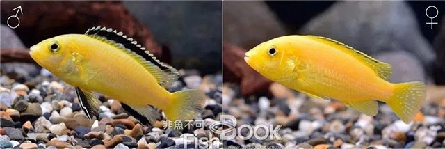 鸽子雌雄鉴别图解_小丑鱼雌雄鉴别_短鲷雌雄鉴别