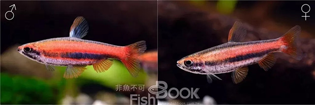 鸽子雌雄鉴别图解_小丑鱼雌雄鉴别_短鲷雌雄鉴别
